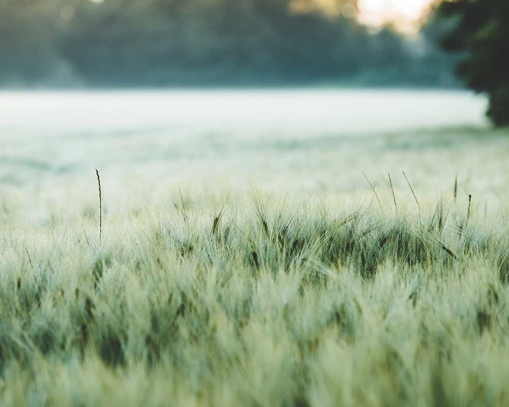 智慧農(nóng)業(yè)方案